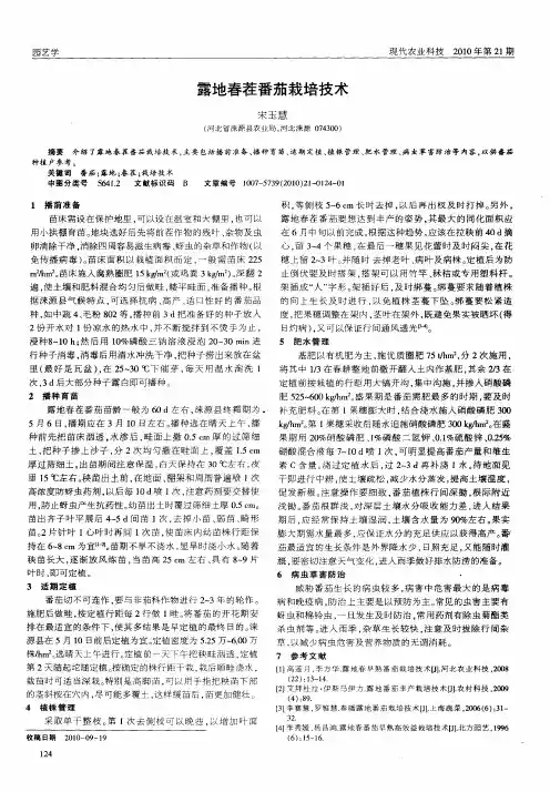 露地春茬番茄栽培技术