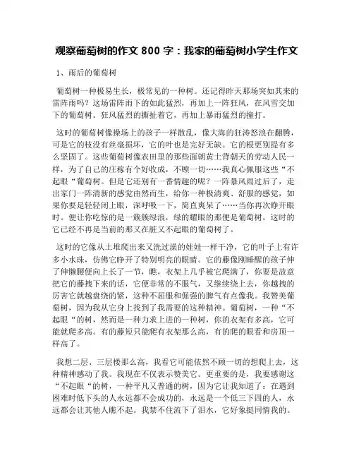 观察葡萄树的作文800字：我家的葡萄树小学生作文