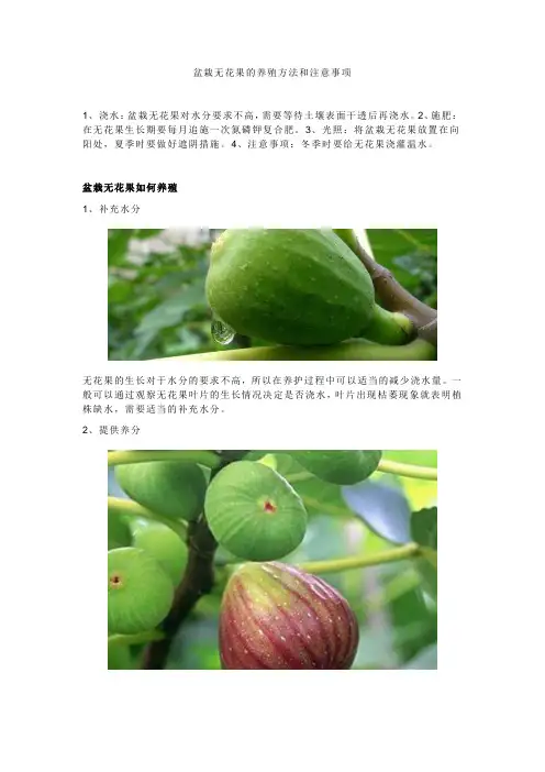盆栽无花果的养殖方法和注意事项