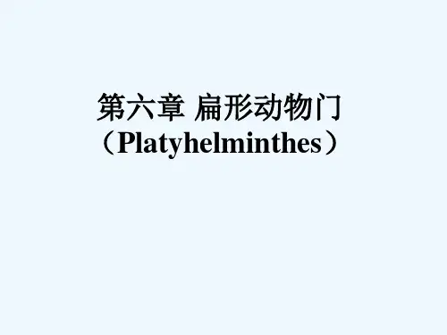 扁形动物门-课件