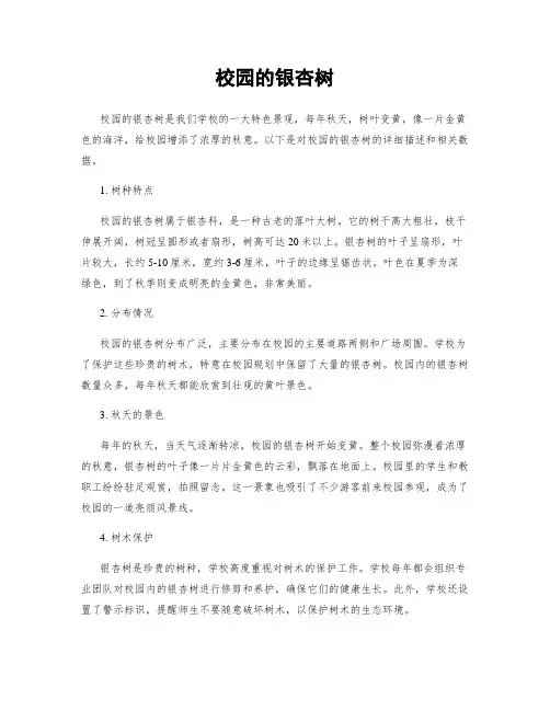 校园的银杏树