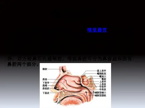 鼻腔结构ppt完整版本