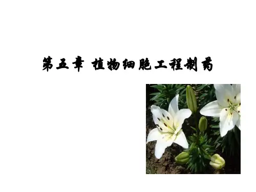 第五章 植物细胞工程制药