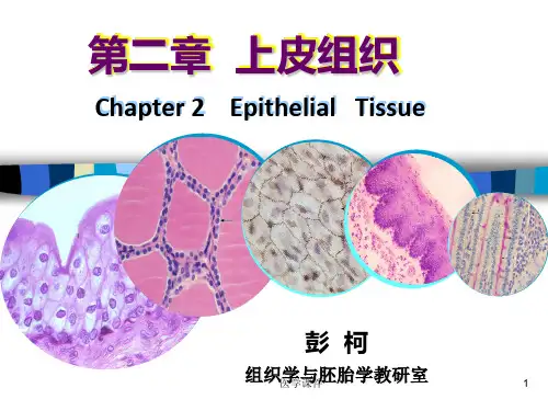 组织胚胎学 上皮组织 PPT课件