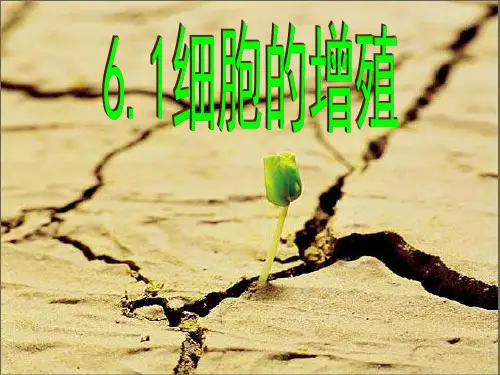 6.1细胞增殖优质课PPT课件