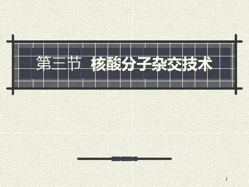 杂交技术 PPT课件