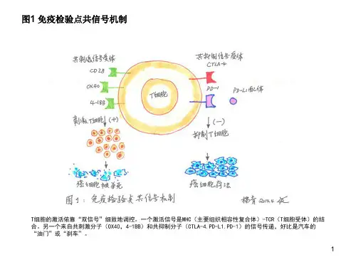 T细胞免疫图片ppt课件