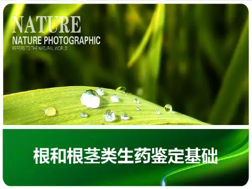 根及根茎类生药鉴别基础