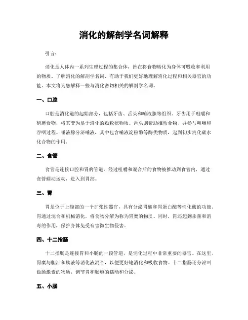 消化的解剖学名词解释