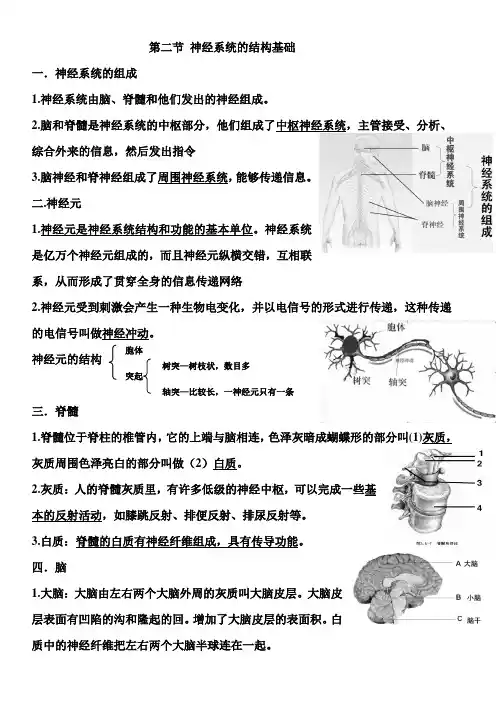第二节 神经系统的结构基础