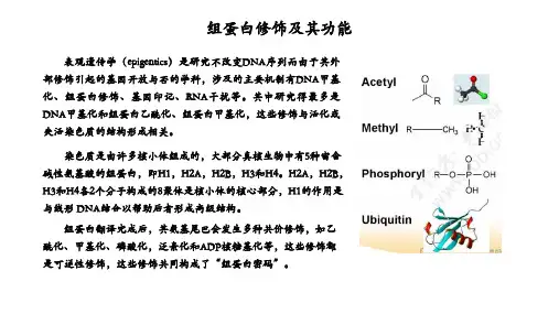 组蛋白修饰及其功能(乙酰化,甲基化,磷酸化等)-于凯讲解学习