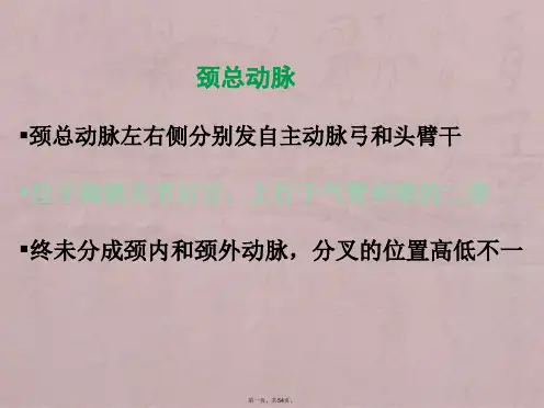 颈部血管超声