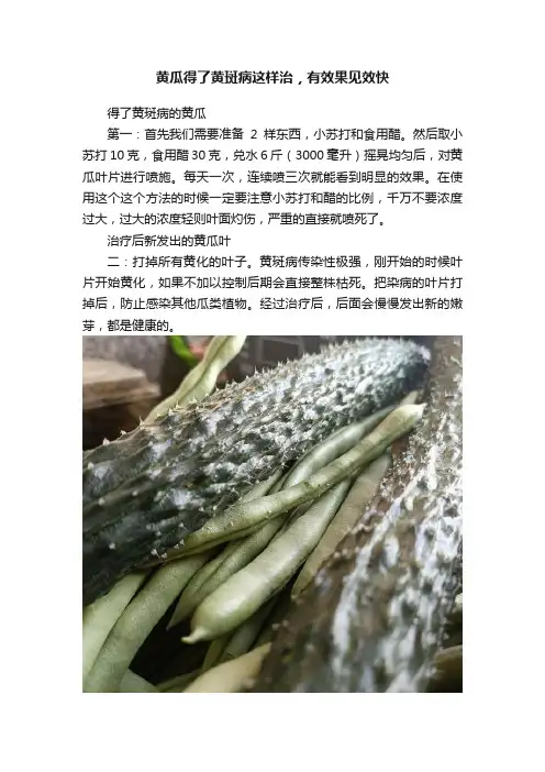 黄瓜得了黄斑病这样治，有效果见效快