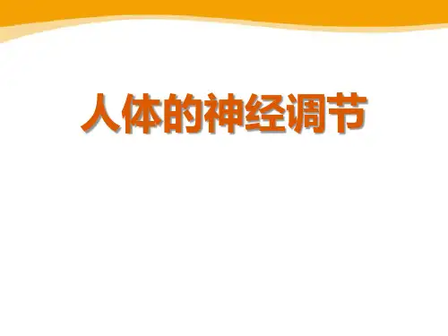 《人体的神经调节》PPT课件 (共17张PPT)