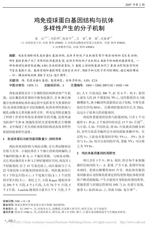 鸡免疫球蛋白基因结构与抗体多样性产生的分子机制_张红