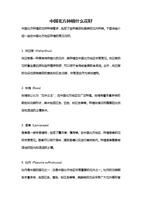中国北方种植什么花籽