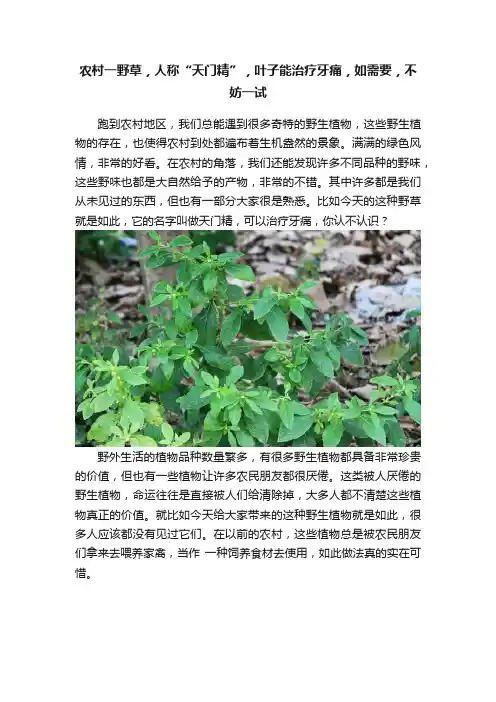 农村一野草，人称“天门精”，叶子能治疗牙痛，如需要，不妨一试