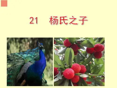 新部编人教版小学五年级下册语文《杨氏之子》精品课件PPT