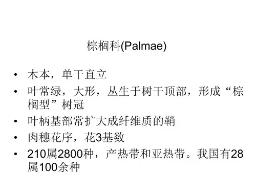 植物学 棕榈科