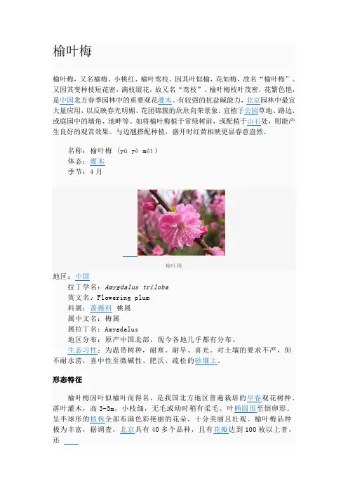 榆叶梅