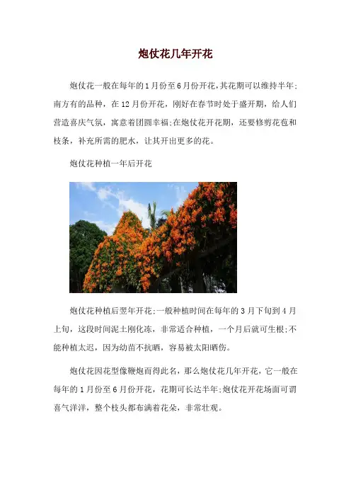 炮仗花几年开花