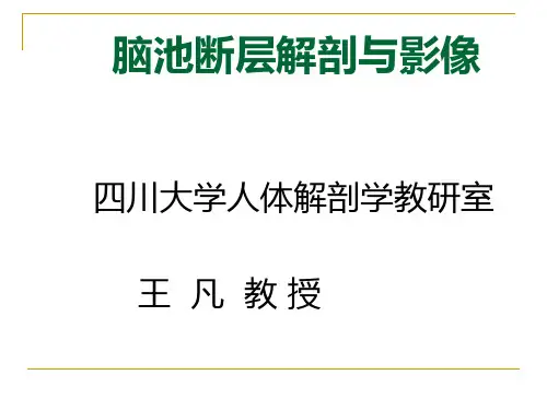 06-脑池断层解剖