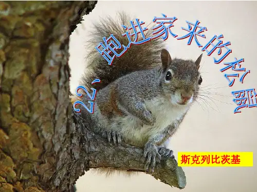 跑进家来的松鼠优秀课件演示教学.ppt