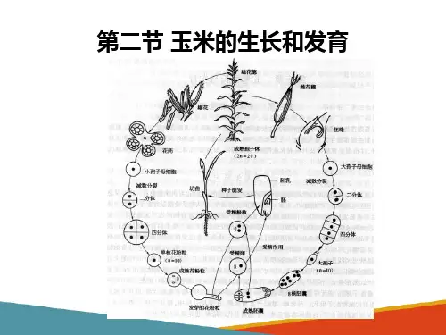 玉米的生长和发育(玉米生产技术课件)