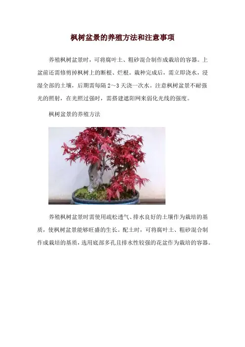 枫树盆景的养殖方法和注意事项