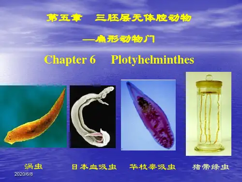 6-扁形动物门