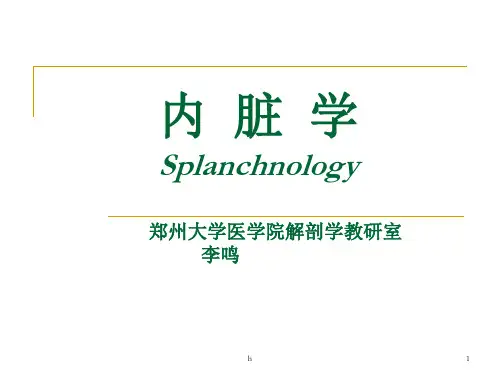 解剖学课件内脏总论消化系统