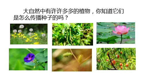 人教(部编版)植物妈妈有办法优秀课件3