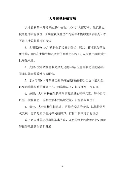 大叶黄杨种植方法