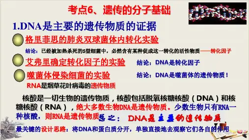 考点6 遗传的分子基础人教版高考生物会考纲要考点PPT