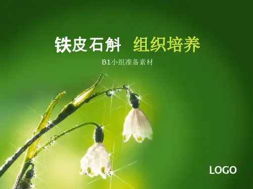 铁皮石斛组织培养
