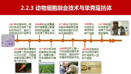 动物体细胞核移植技术和克隆动物课件高二下学期生物人教版2019 选择性必修3