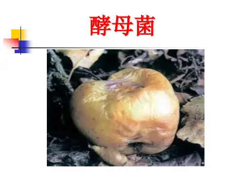 冀少儿版八年级上册生物：第一节 酵母菌和霉菌