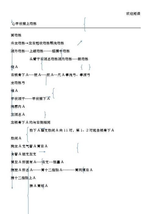 人体全身动脉图