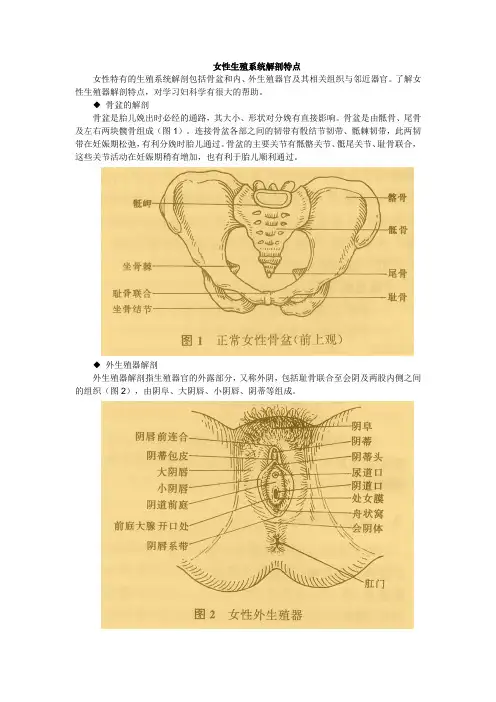 女性生殖系统解剖特点