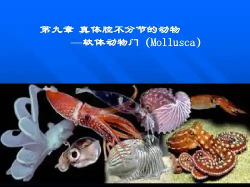 动物学    第九章软体动物门