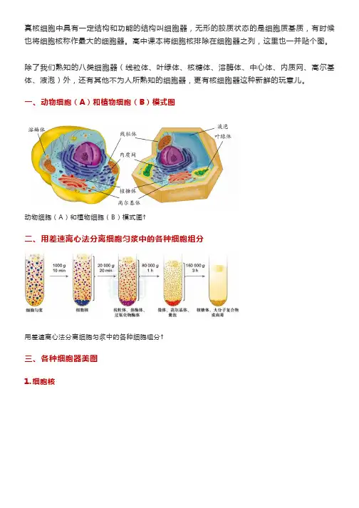 【高中生物】细胞器高清知识图谱,蕴含高频考点,快收藏!