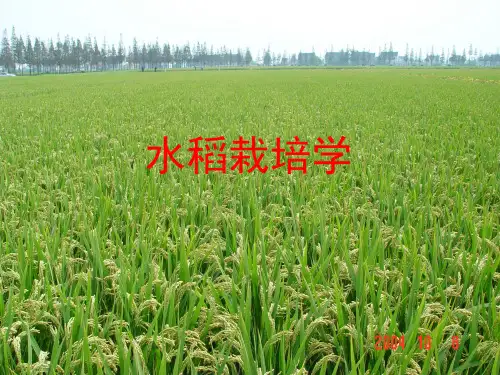 水稻栽培学课件-1