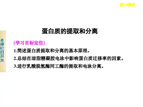 蛋白质的提取和分离ppt课件