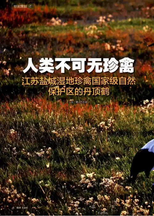 人类不可无珍禽江苏盐城湿地珍禽国家级自然保护区的丹顶鹤