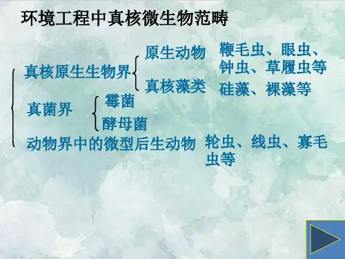 课件：第三章真核微生物第一节