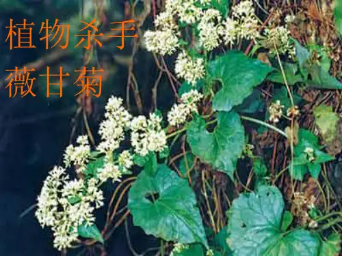 人教版初中八年级上册语文：19 _ 生物入侵者(3)