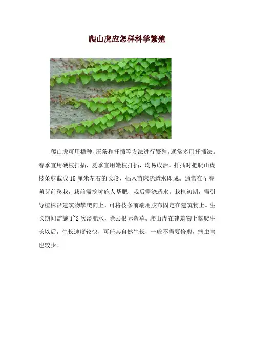 爬山虎应怎样科学繁殖