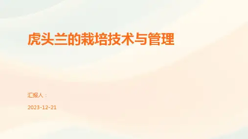 虎头兰的栽培技术与管理