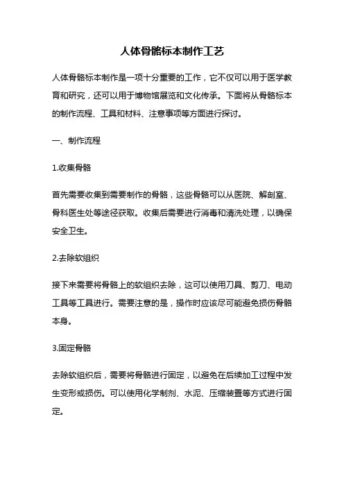 人体骨骼标本制作工艺