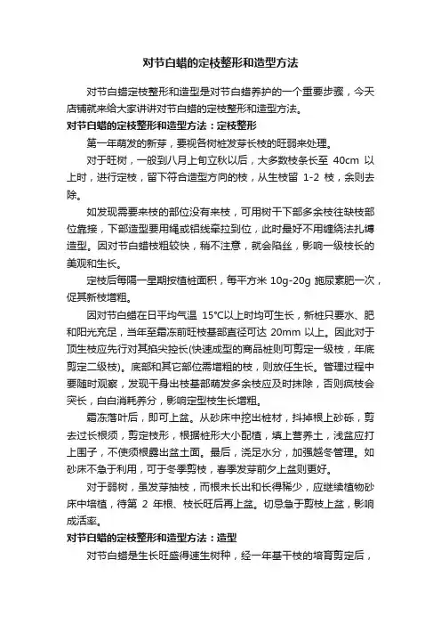对节白蜡的定枝整形和造型方法